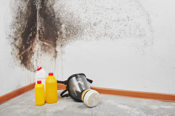 Best Mold Cleaning Services  in Mandeville, LA