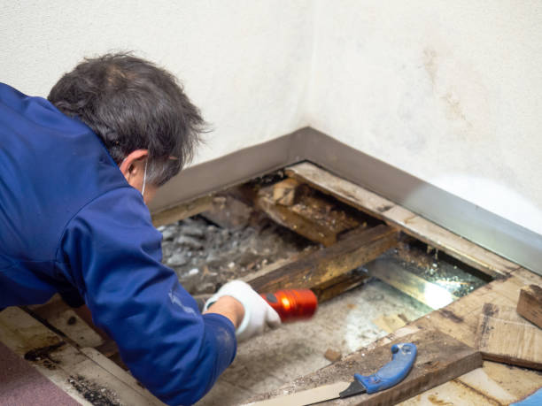 Best Commercial Mold Removal  in Mandeville, LA