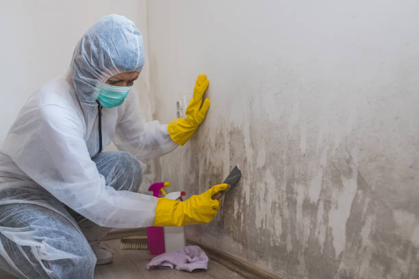 Best Mold Damage Repair  in Mandeville, LA