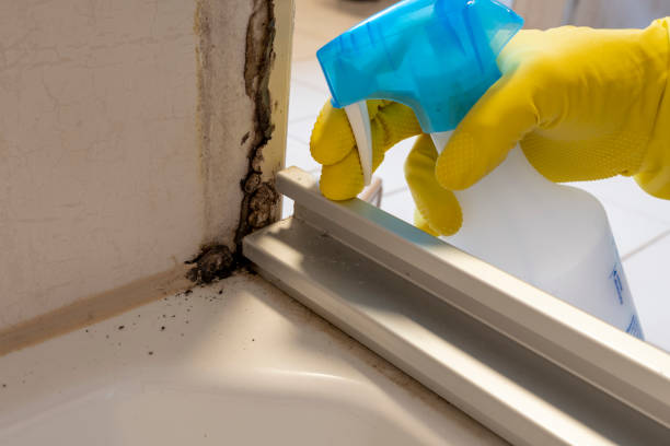 Best Certified Mold Removal  in Mandeville, LA