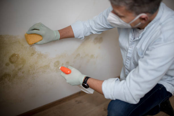 Best Residential Mold Removal  in Mandeville, LA