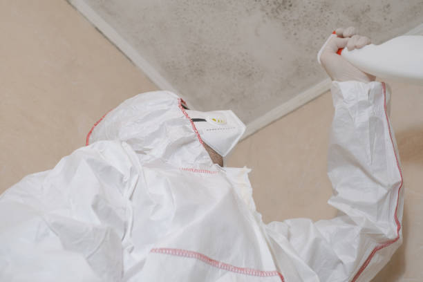 Trusted Mandeville, LA Mold Removal Experts